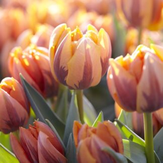 Tulip 'Prinses Irene' - Pack of 12 Bulbs