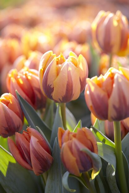 Tulip 'Prinses Irene' - Pack of 12 Bulbs