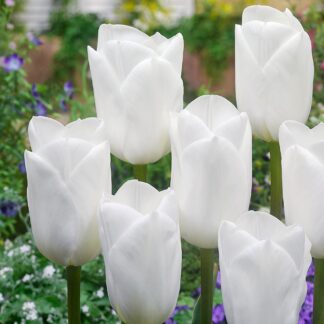 Tulip Royal Virgin - Pack of 6 Bulbs