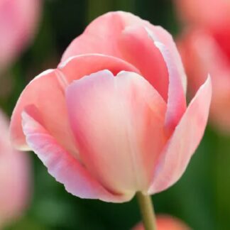 Tulip 'Salmon Van Eijk' - Pack of 12 Bulbs