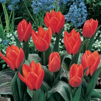 Tulip Short Stemmed Red - Pack of 25 Bulbs