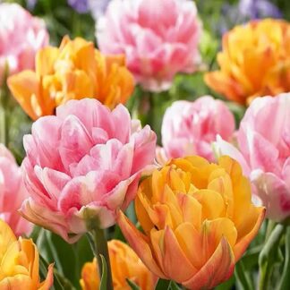 Tulip ‘tropical Dreams’  Pack of 25 Bulbs