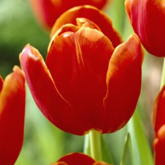 Tulip 'Verandi' - Pack of 6 Bulbs