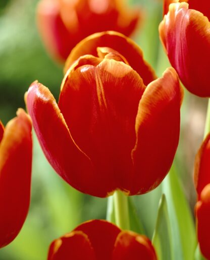 Tulip 'Verandi' - Pack of 6 Bulbs