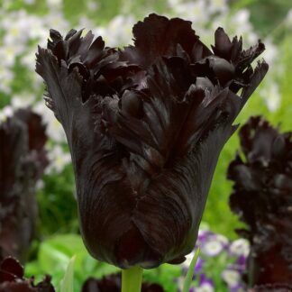 Tulip Black Parrot - Pack of 8