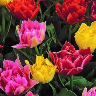 Tulip Double Early Mix - Pack of 25
