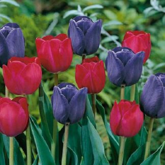Tulips ‘mistress of Dark’ - Pack of 25 Bulbs