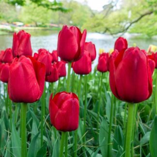 Tulip 'Triumph Red' - Pack of 25 Bulbs