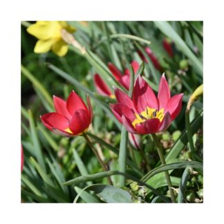 Tulipa Red Beauty -  Pack of 6