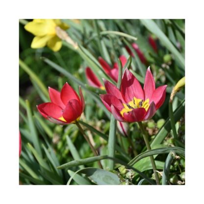 Tulipa Red Beauty -  Pack of 6
