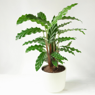 Calathea Rufibarba Green - Furry Feather Calathea - 60cm