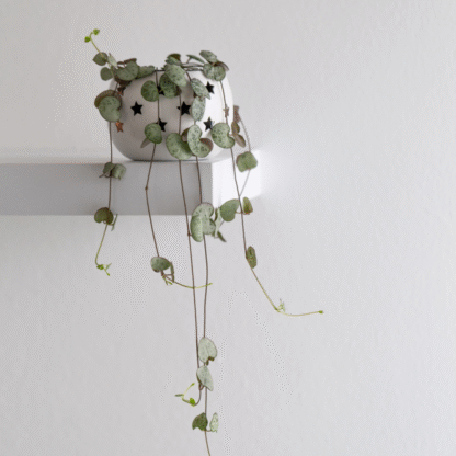 Ceropegia Woodii - String of Hearts Plant