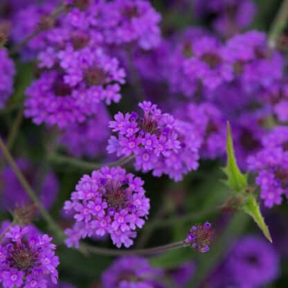 Verbena Rigida Santos Purple - Low Growing Perennial Purple Verbena - in Bud & Bloom