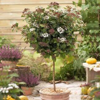 Viburnum Tinus Spirit - Standard Tree Circa 80-100cm Tall in Bud & Bloom