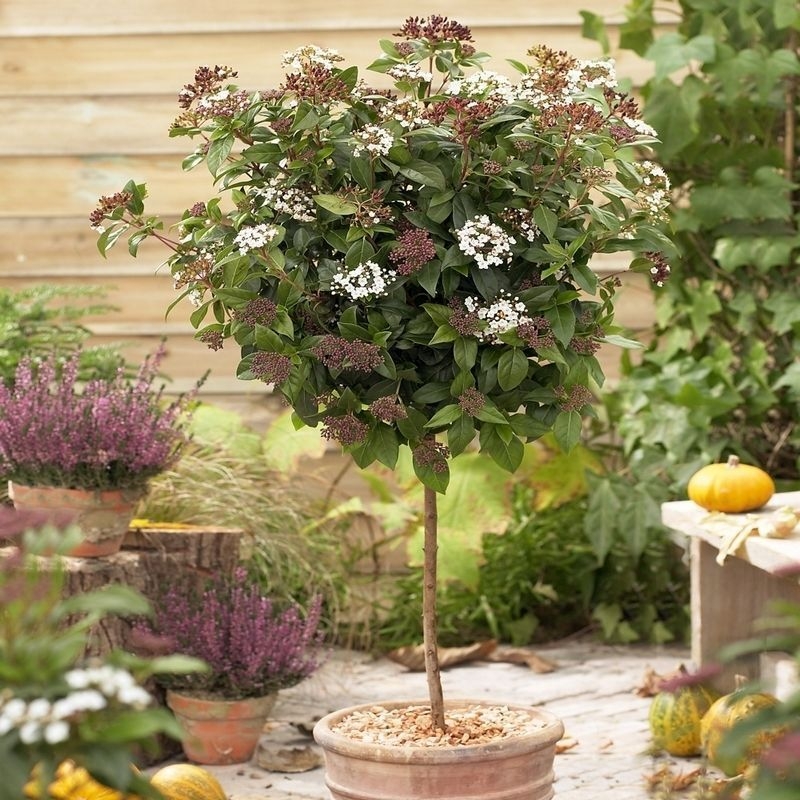 Viburnum Tinus Spirit - Standard Tree Circa 80-100cm Tall in Bud & Bloom