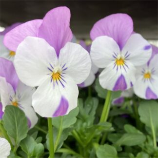 Lavender-Pink Wing Viola - Small-Flowered Pansy - in Bud & Bloom