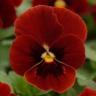 Viola Red Blotch - in Bud And Bloom