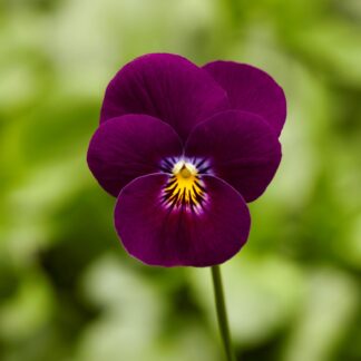 Viola Violet in Bud And Bloom