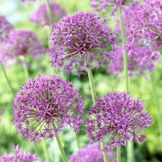 Allium Violet Beauty - Pack of 8 Bulbs