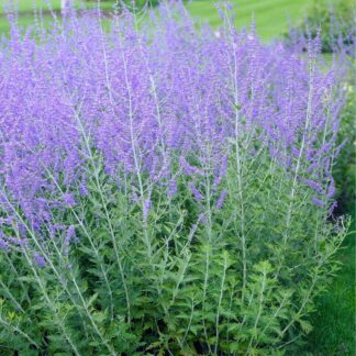 Perovskia Blue Spire - Russian Sage - in Bud & Bloom