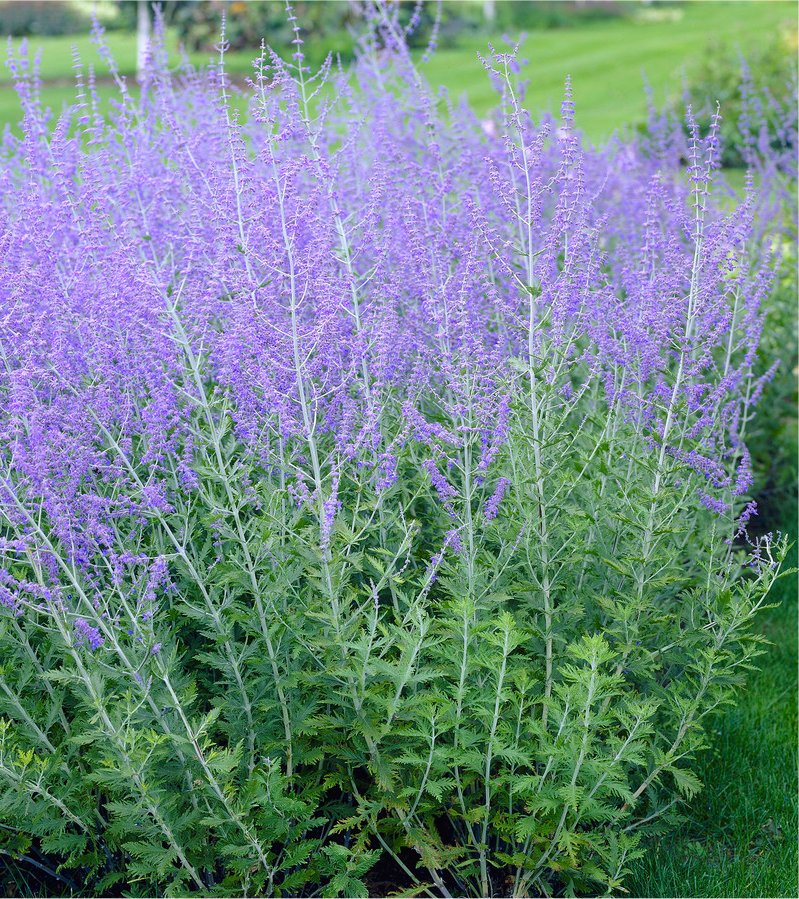 Perovskia Blue Spire - Russian Sage - in Bud & Bloom
