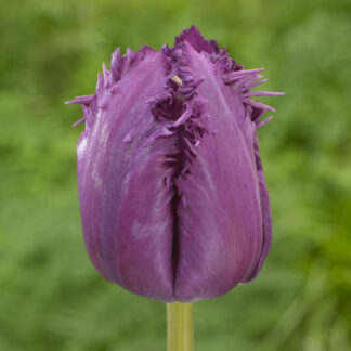 Tulipa Purple Jaws - Pack of 6