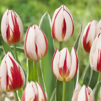Tulip Happy Generation - Pack of 6 Bulbs