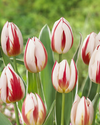 Tulip Happy Generation - Pack of 6 Bulbs
