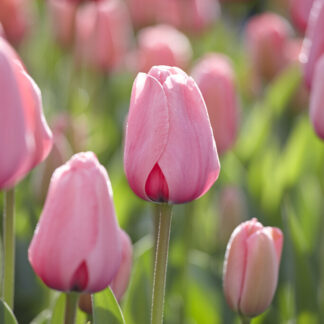 Tulip Darwin Pink Impression- Pack of 6
