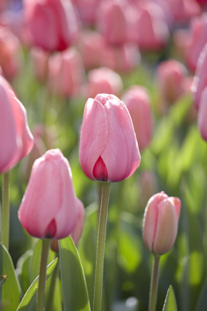 Tulip Darwin Pink Impression- Pack of 6