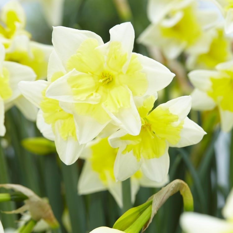 Narcissus - Daffodil Prom Dance - Pack of 5 Soft Lemon Daffodils