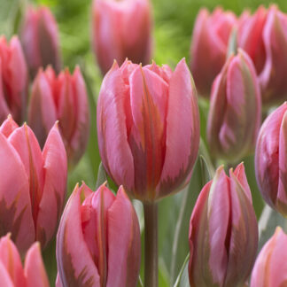 Tulip Pretty Princess- Pack of 6