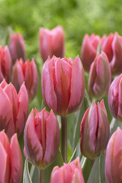 Tulip Pretty Princess- Pack of 6