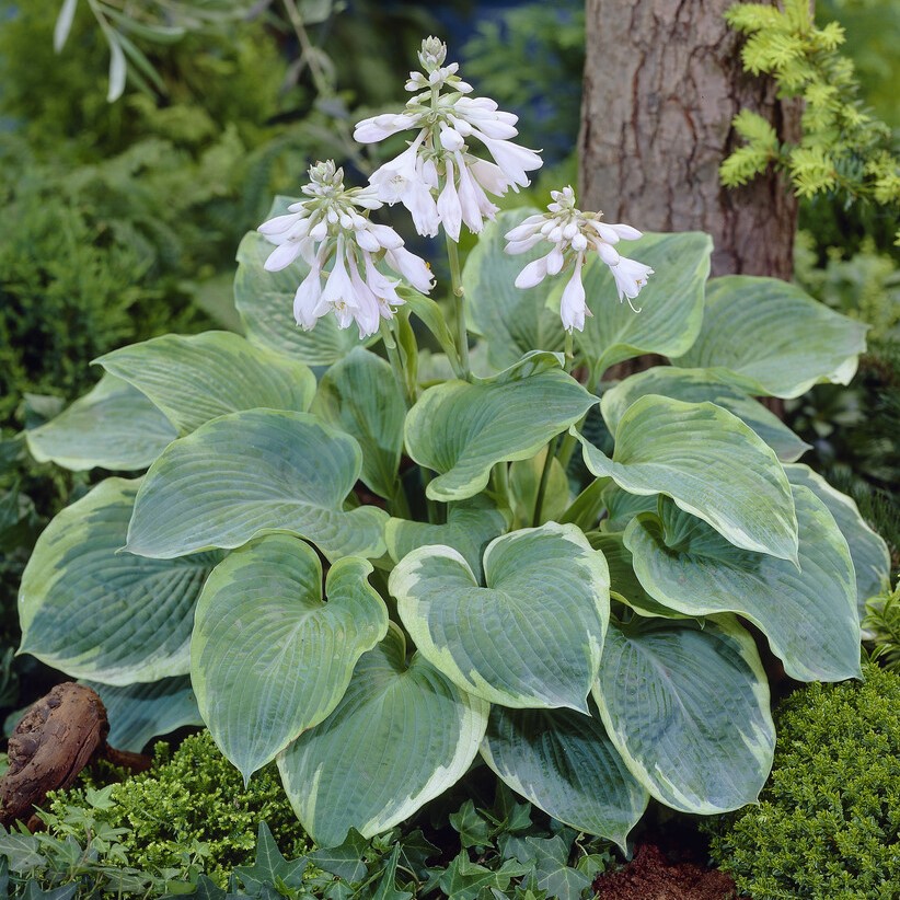 Hosta Northern Exposure