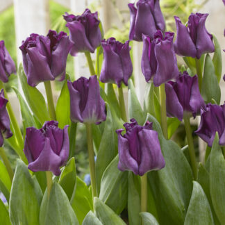 Tulipa Crown of Negrita -  Pack of 6