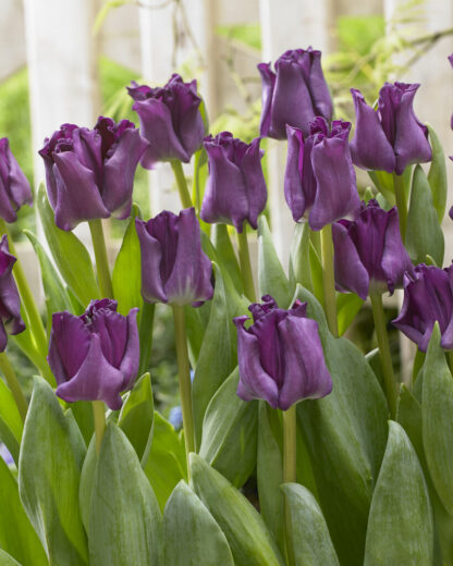 Tulipa Crown of Negrita -  Pack of 6