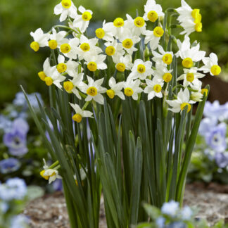 Narcissus Canaliculatus - Pack of 25 Bulbs
