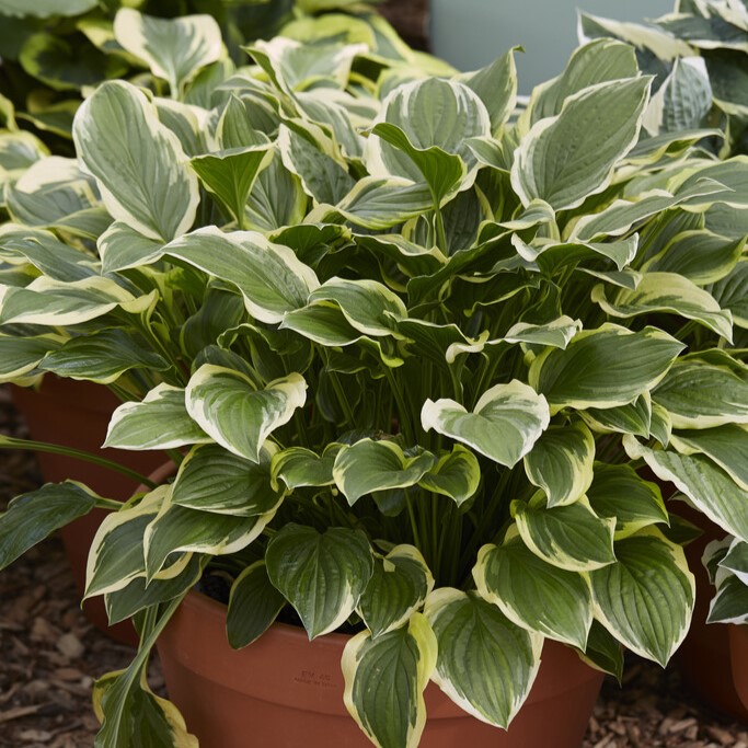 Hosta So Sweet