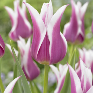 Tulip Ballade - Pack of 6 Bulbs