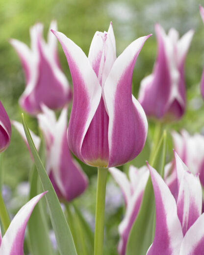 Tulip Ballade - Pack of 6 Bulbs