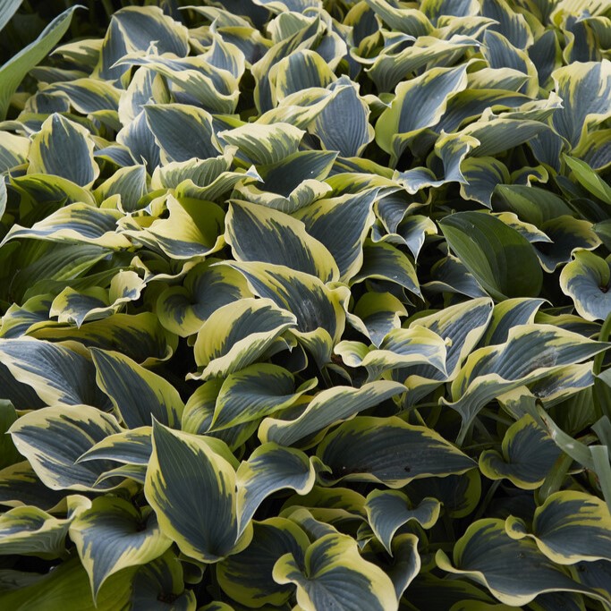 Hosta First Frost