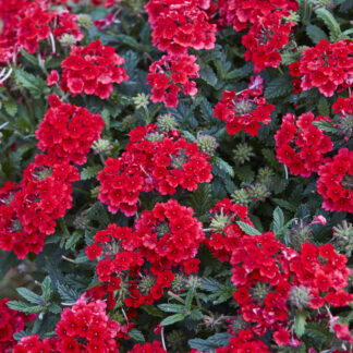 Verbena 'Red' - Trailing Basket & Patio Plant