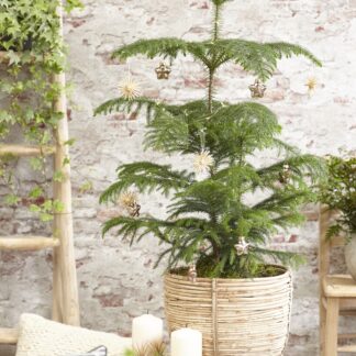 Araucaria Heterophylla - Norfolk Island Pine - 40-45cm