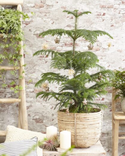 Araucaria Heterophylla - Norfolk Island Pine - 40-45cm