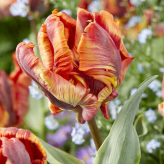 Tulip Rasta Parrot - Pack of 6 Bulbs