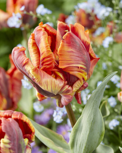 Tulip Rasta Parrot - Pack of 6 Bulbs
