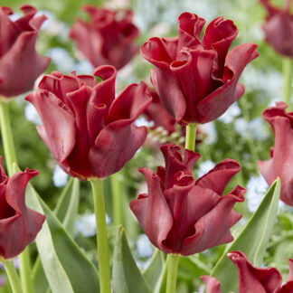 Tulip Red Dress - Pack of 6