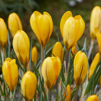 Crocus Flavus Yellow - Pack of 40 Bulbs