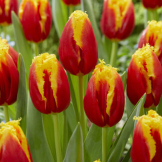 Tulip Davenport - Pack of 6 Bulbs