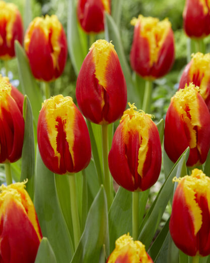 Tulip Davenport - Pack of 6 Bulbs